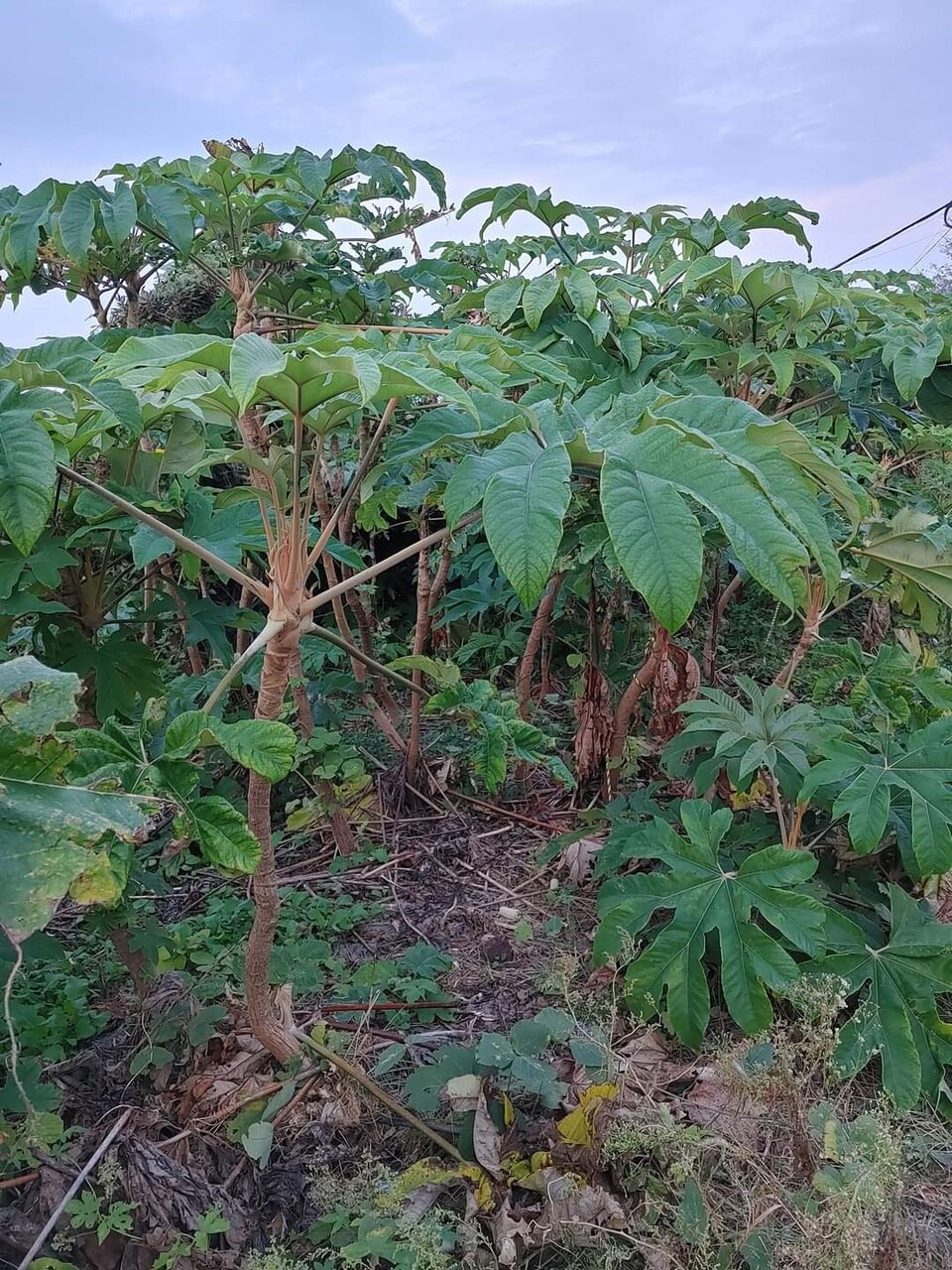 통탈목. (사진=송기남)