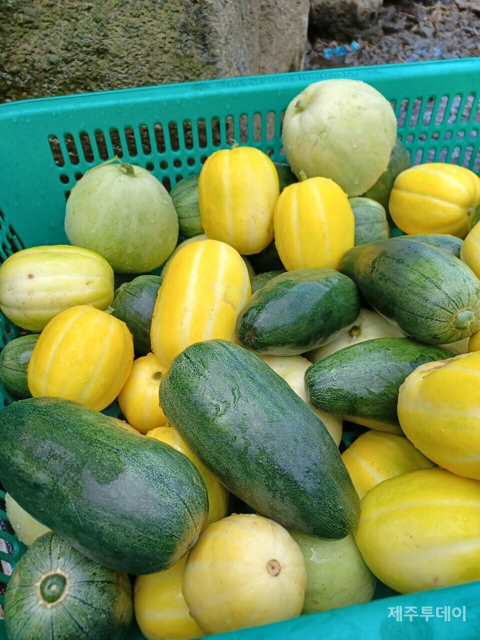 나와 여러모로 잘 맞는 사과참외와 먹골참외. (사진=김연주)