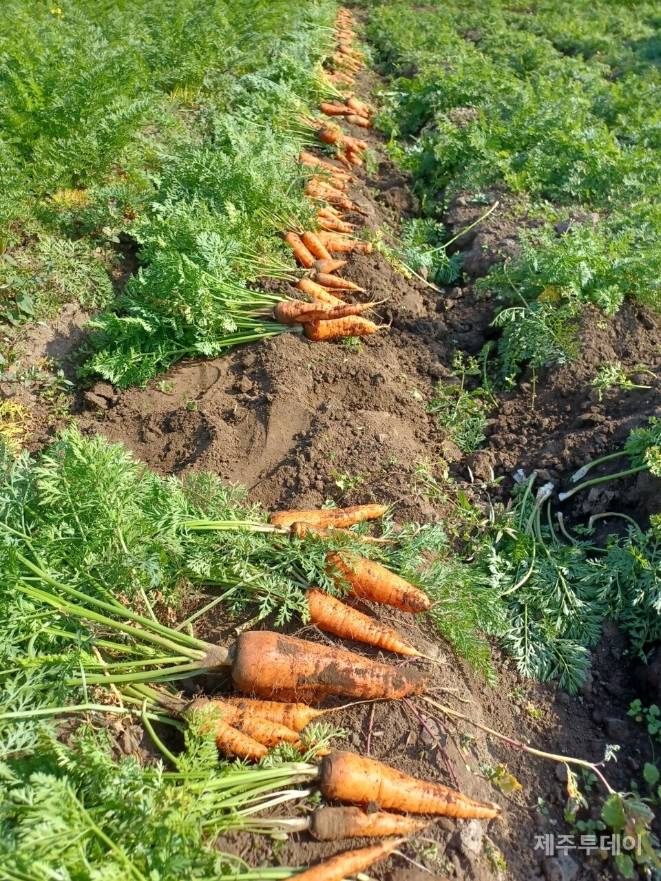 수확 중인 당근. (사진=김연주)