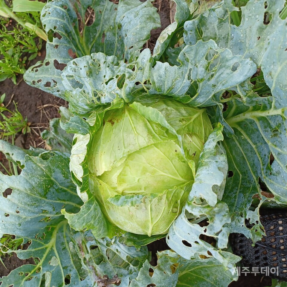 무투입 자연재배라 어려울 거라는 건 나의 선입견. 봄 양배추도 훌륭히 잘 자라주었고 무엇보다 소비자반응도 좋았다. (사진=김연주)