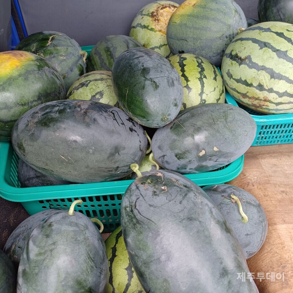 올해는 특히 산수박의 매력에 푹 빠졌다. (사진=김연주)