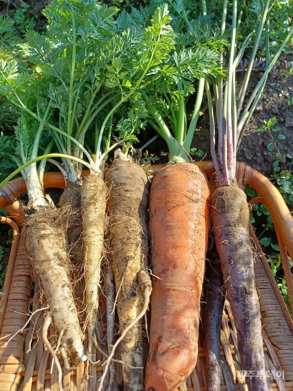 토종 흰 당근은 인삼맛이 난다고도 하고 부드럽고 맛있다는 소비자 반응이다. (사진=김연주)