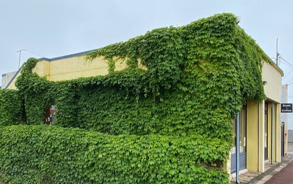 책방 어떤바람의 트레이드마크였던 건물을 뒤덮은 담쟁이덩굴. 하지만 지난해 태풍으로 사라져 버렸다(사진=어떤바람 SNS 갈무리)