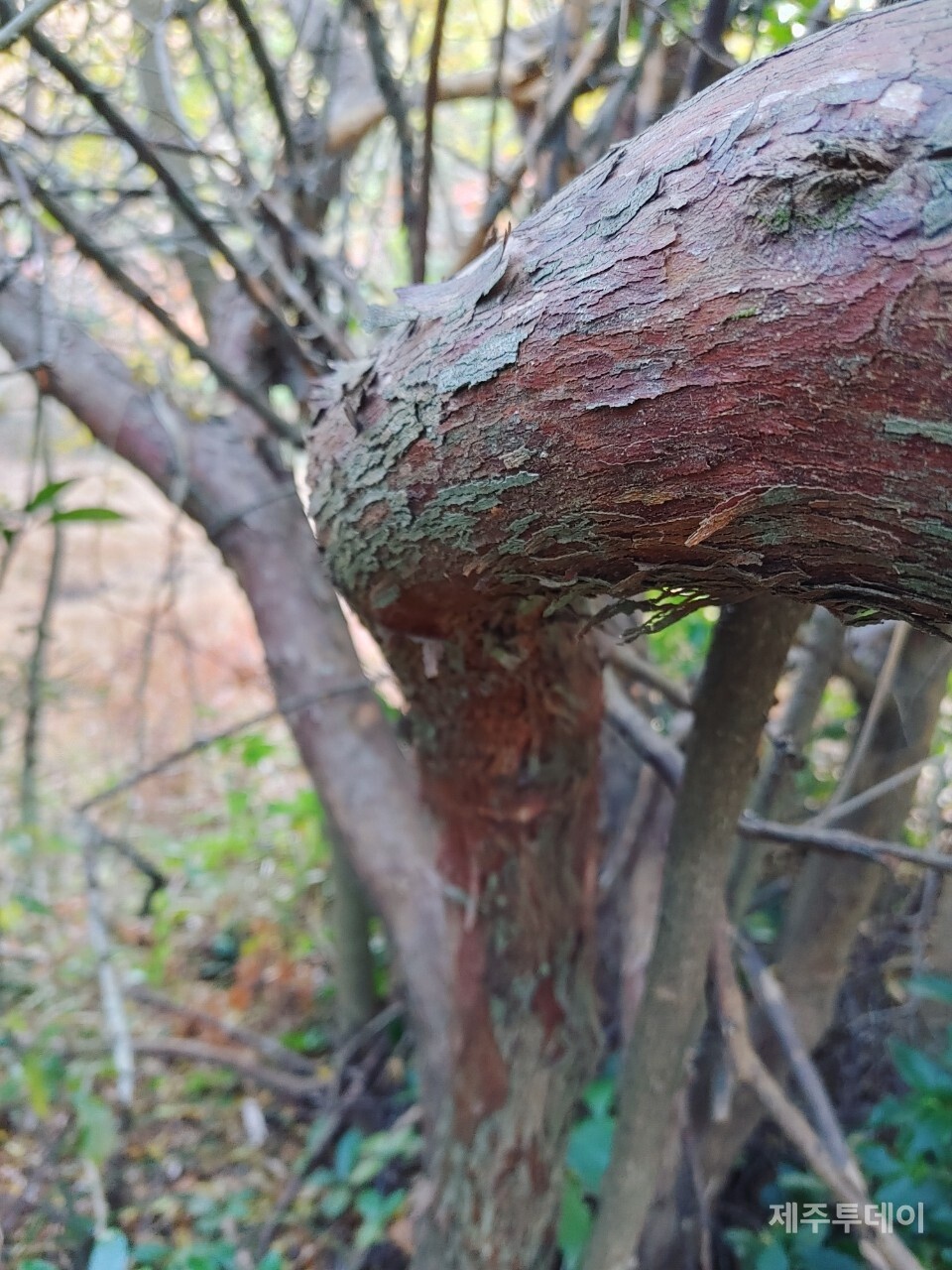 모새나무 줄기. (사진=송기남)