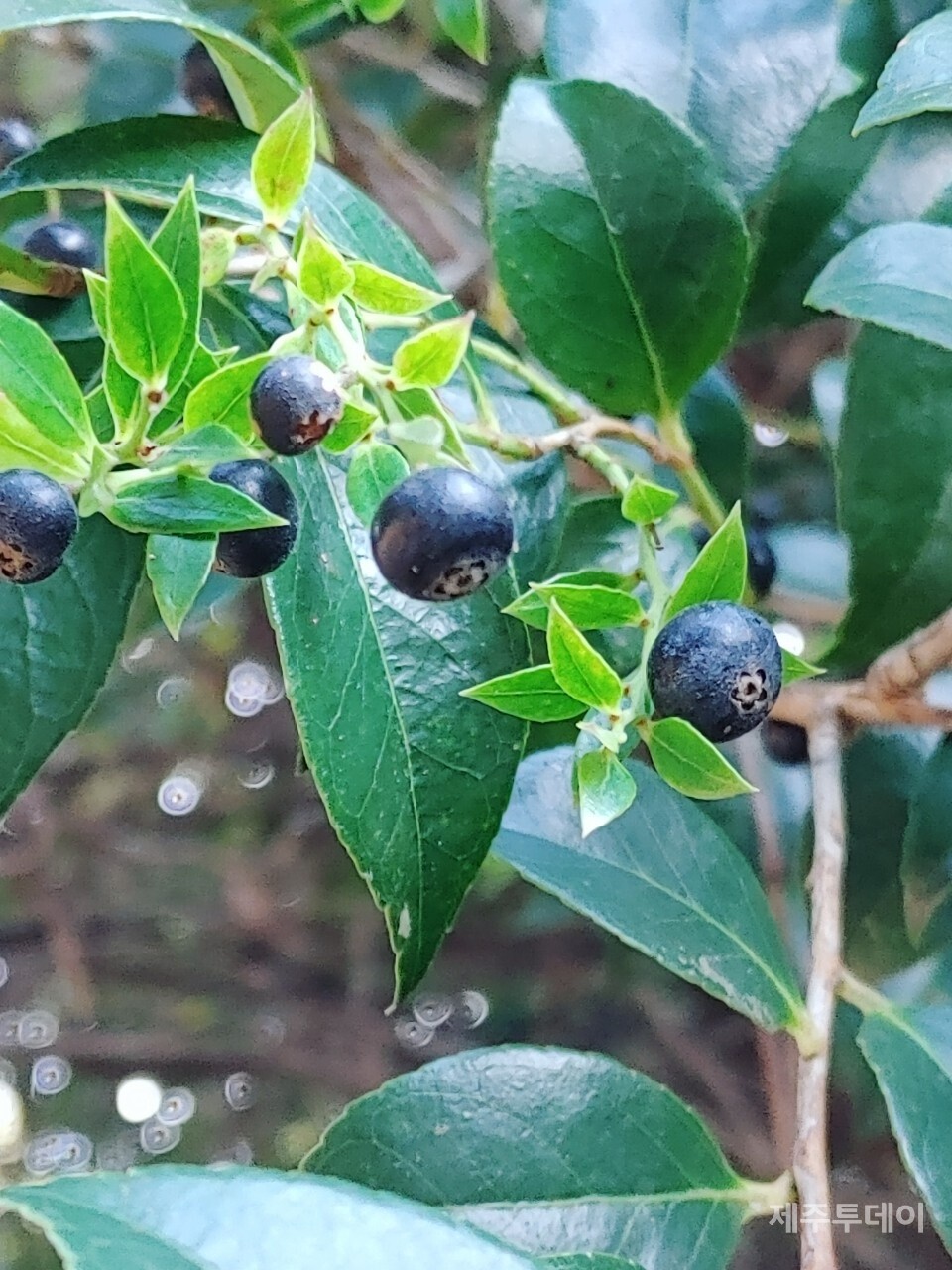 모새나무 열매. (사진=송기남)