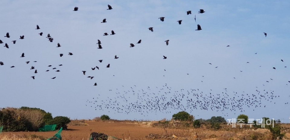 제주 제2공항 부지 인근 철새도래지.  (사진=제주제2공항강행저지비상도민회의 제공)