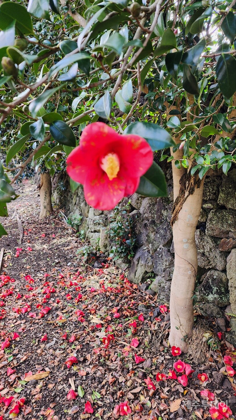 동백나무와 떨어진 동백꽃. (사진=송기남)