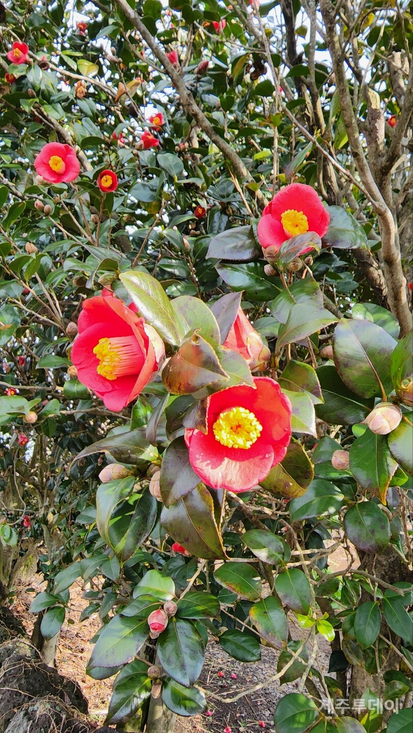 한창 피고 있는 동백꽃. (사진=송기남)