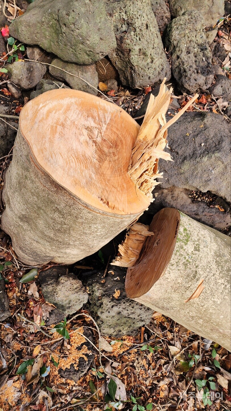 아름드리 동백나무가 베어진 모습. 성읍리 마을. (사진=송기남)