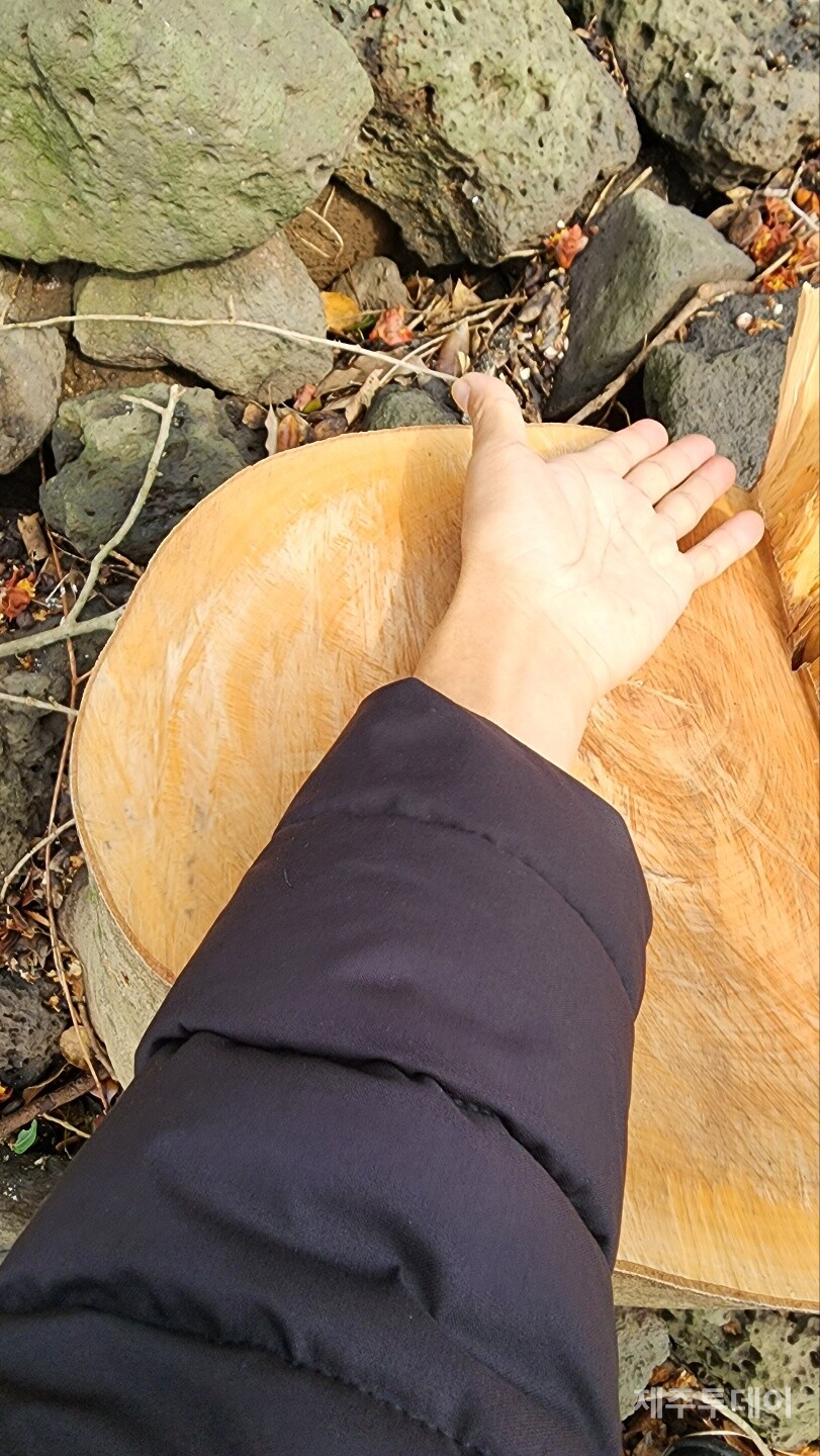 잘려나간 나무. 지난 14일 탐방 중. (사진=송기남)