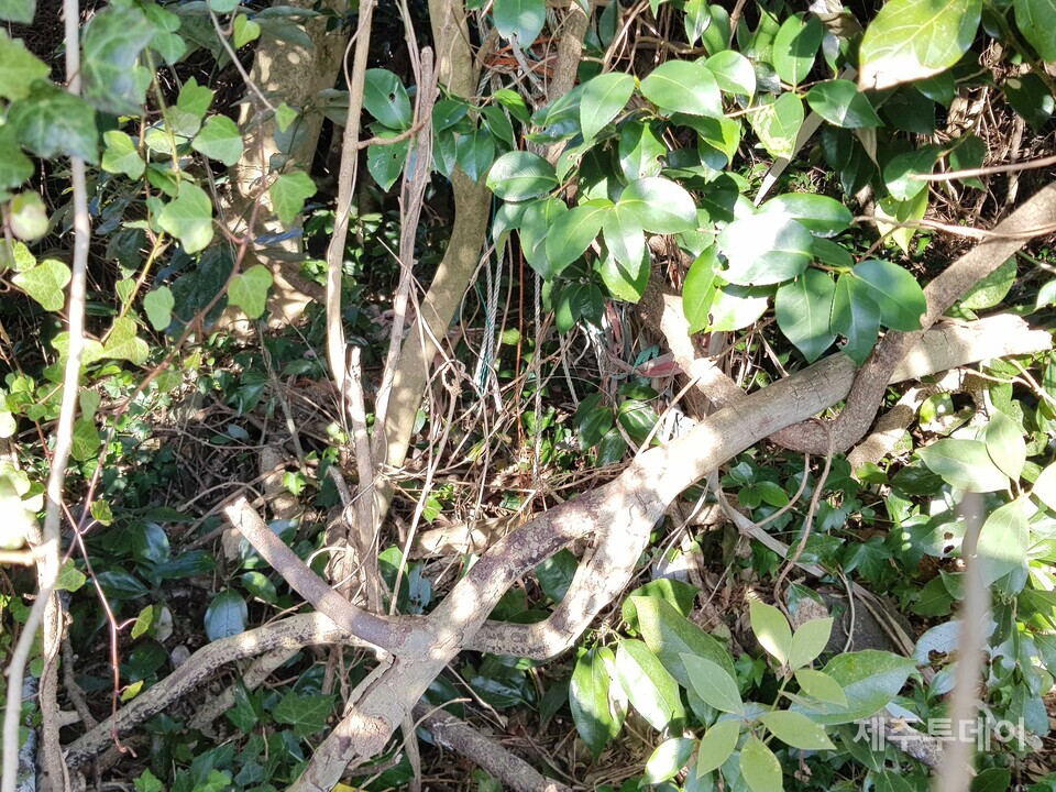 성산읍 난산리 쉐당: 제주신화 연구자 한진오님을 따라 난산리 쉐당에 간 적이 있습니다. 쉐당은 소를 잃어버린 목자가 찾는 당으로, 쉐당에 갈 때 새로 삼은 짚신을 들고 간다고 합니다. 그리고 가지고 간 새 짚신을 신전에 올려놓은 후 소를 찾아달라고 비념을 올렸다고 합니다. 고광민 선생의 전언에 따르면, 비념을 끝낸 목자는 새 짚신으로 갈아 신고 잃어버린 소를 찾으러 다녔다고 합니다. 쉐당을 지키는 신의 영험함이 새 짚신에 깃든다고 생각했던 것일까요? 난산리 쉐당은 다니는 사람이 없어 오래 전 폐당 된 모습입니다. 나뭇가지에 걸린 물색만이 이곳이 쉐당이었음을 말해줍니다.2018년 1월 촬영. (사진=고승욱)