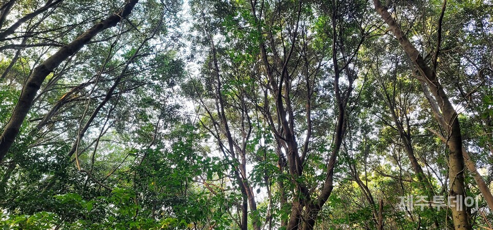 선흘리에 위치한 선흘곶은 해발 100~200m 사이에 형성된 난대성 수림입니다. 2023년 1월. (사진=고승욱)