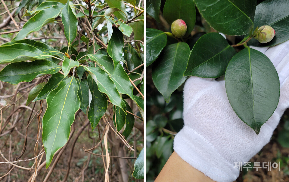 왼쪽 신남(참식나무) 잎의 가장자리가 물결 모양으로 주름져 있습니다. 이 또한 활동성을 높이기 위해 잎의 표면적을 넓히는 거치의 일종입니다.(여기서 표면적은 가장자리의 표면적을 말하는 것입니다.) 오른쪽은 ‘돔박남’(동백나무)입니다. 돔박남의 잎은 난대성 나무 중 그나마 거치가 많은 편에 속합니다. 2023년 1월. (사진=고승욱)