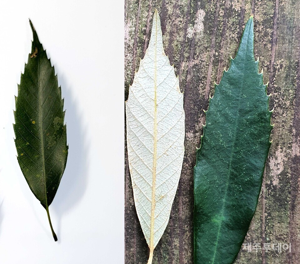 돔박남에 비해 가시낭의 거치는 매우 또렷합니다. 난대성 나무의 잎은 대부분 빤짝거립니다. 나뭇잎 표면이 큐티클층cuticle으로 코팅되어 수분증산과 병균방지 역할을 하고 있기 때문입니다. 이 큐티클층 때문에 가시낭의 거치는 가시처럼 단단하고 날카롭습니다. ‘종가시’나, ‘참가시’보다 ‘개가시’의 거치가 날카롭습니다. 제주 선인들이 목재로 사용했던 가시낭은 대부분 ‘개가시나무’입니다. 목재로서 가장 단단하기 때문입니다. 어쩌다 ‘개’가시나무가 됐는지 모르겠습니다만, 일본에선 개가시나무를 ‘이치이가시’(イチイガシ)라고 부릅니다. 이치, 니, 쌈 할 때 그 ‘이치’입니다. ‘일등급 가시나무’라는 뜻입니다. 최고의 목재였기에 쓰임이 많았고 그만큼 벌채를 많이 했기에 지금은 제주나 일본이나 멸종 위기종이 되고 말았습니다. 2020년 1월. (사진=고승욱)