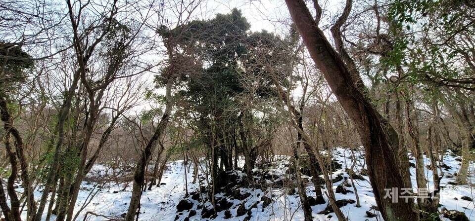 교래곶은 해발 400m 주변에 형성된 숲으로 온대성 수종과 난대성 수종이 겹치는 숲입니다. 낙엽이 진 나무에 둘러싸여 있는 푸른 나무는 난대성 교목 ‘가시낭’입니다. 2023년 1월. (사진=고승욱)