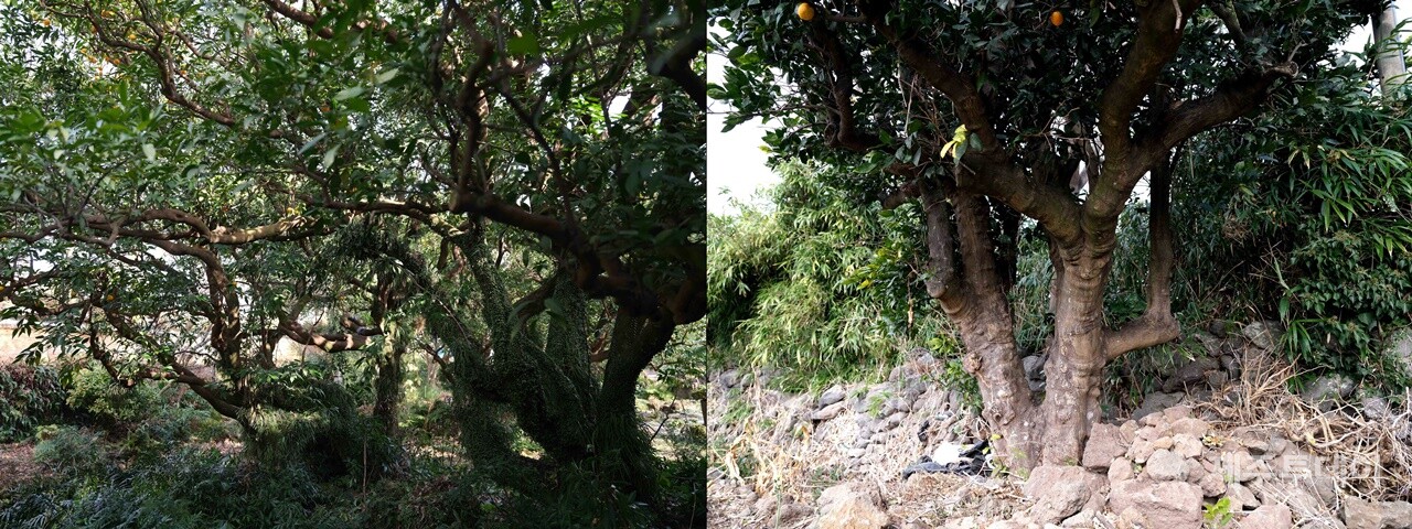 추사의 적거지에서 멀지 않은 곳에 과원(조선시대 귤 진상을 위해 관이 관리하던 과수원)이 있었다고 합니다. 추사가 봤던 귤나무들은 지금의 귤나무처럼 키가 작았을까요? 그건 모르겠지만 제주의 귤 진상은 고려 시대 때 시작되었다고 하니 고려로부터 물려받은 조선의 과원엔 수령이 오래된 귤나무도 많았을 겁니다. 위의 사진은 조선시대 때 과원으로 추정되는 해안동 과수원에 있는 300년 수령의 ‘산물낭’이고, 아래 사진은 화순에 있는 100년 수령의 ‘댕유지’입니다. 모두 제주 토종 귤나무입니다. 2023년 1월. (사진=고승욱)