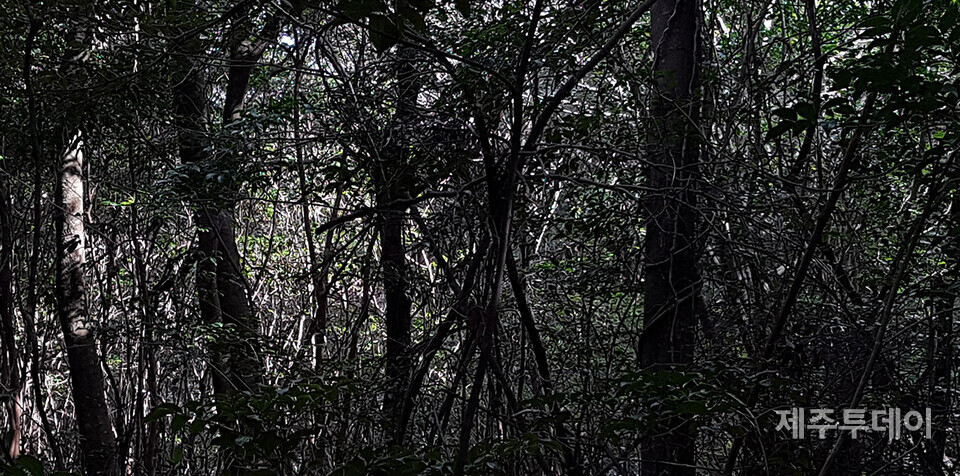 선흘곶. 2016년 12월. (사진=고승욱)