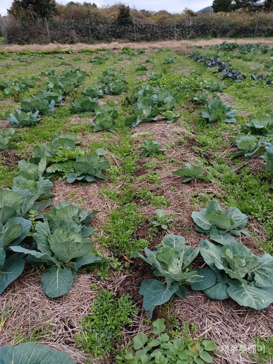 가뭄으로 타들어가던 양배추밭 빈 공간이 많다. (사진=김연주)