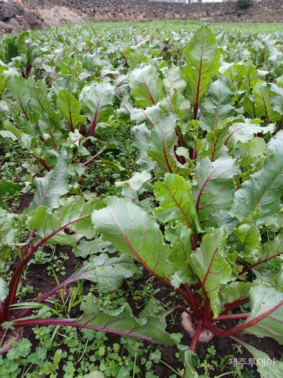 태풍 때문에 당근밭을 갈아엎고 직파한 비트가 의외로 잘 자라줬다. (사진=김연주)