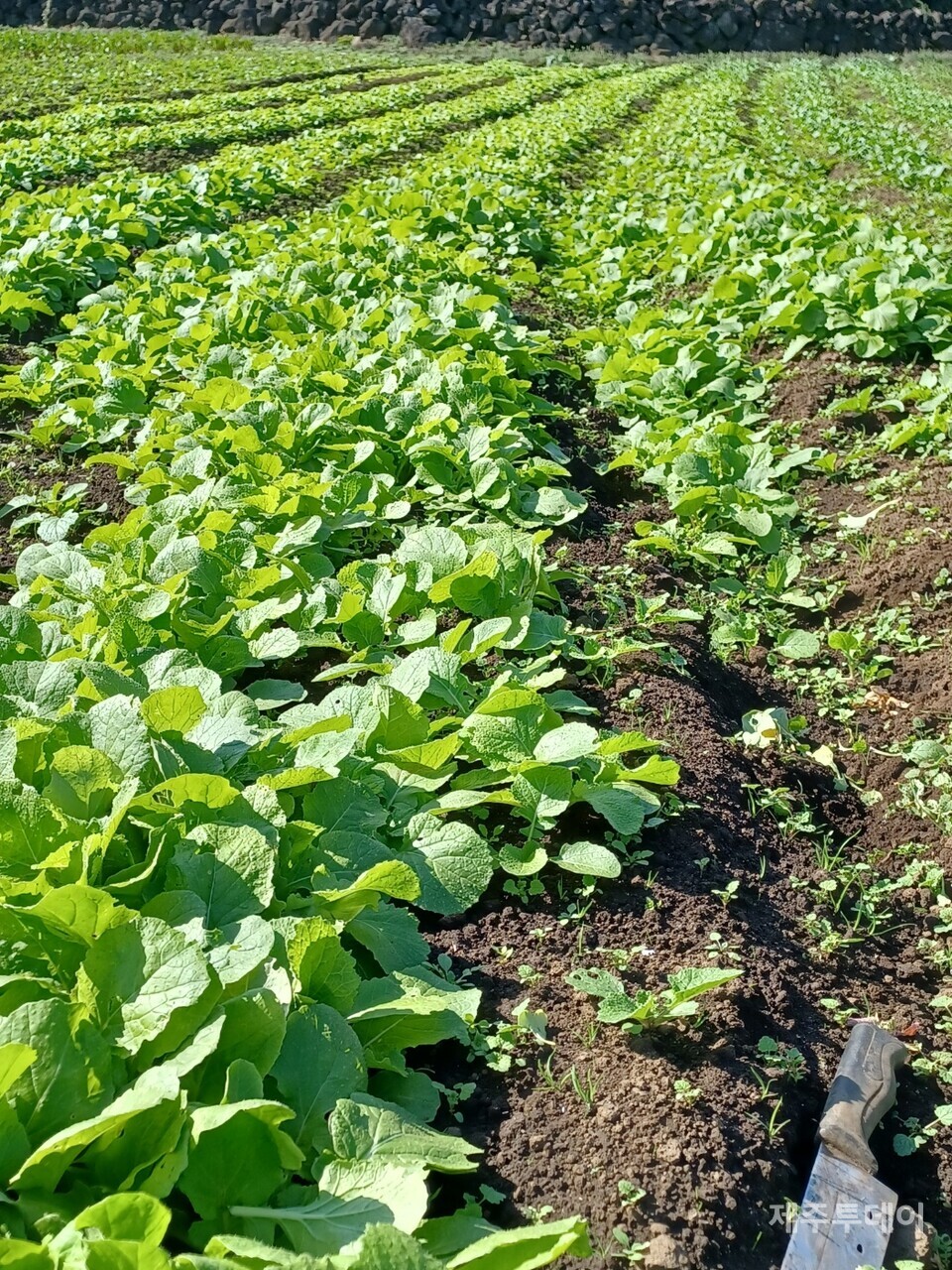 당근밭을 갈아엎은 뒤 심은 여러가지 잎채소들이 잘 자라줬다. (사진=김연주)