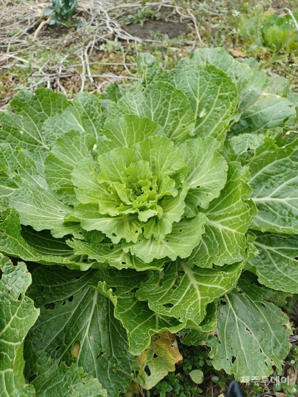 배추의 봄기운이 느껴지시나요? (사진=김연주)