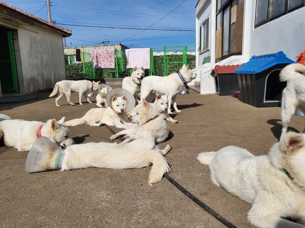 (사진=제주동물친구들 제공)