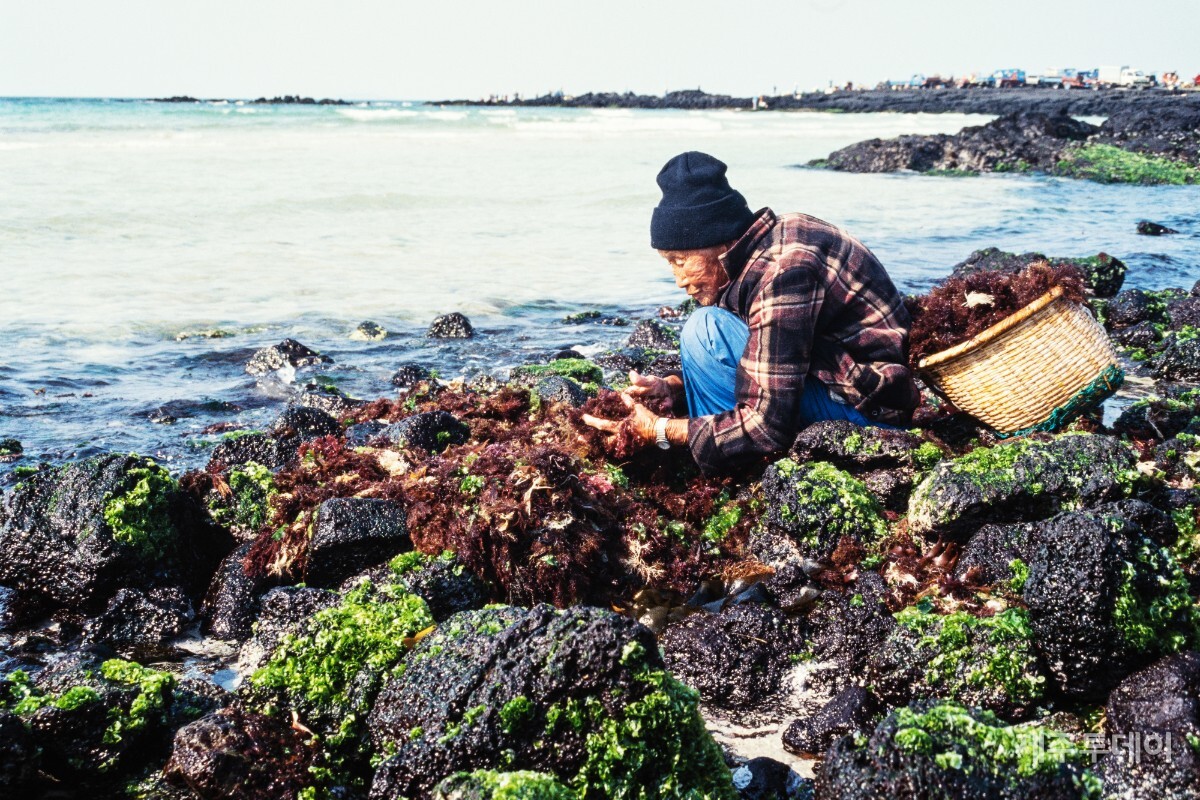 갯곳에서 파도에 밀려온 풍조를 담고 있는 할머니. (사진=고광민)