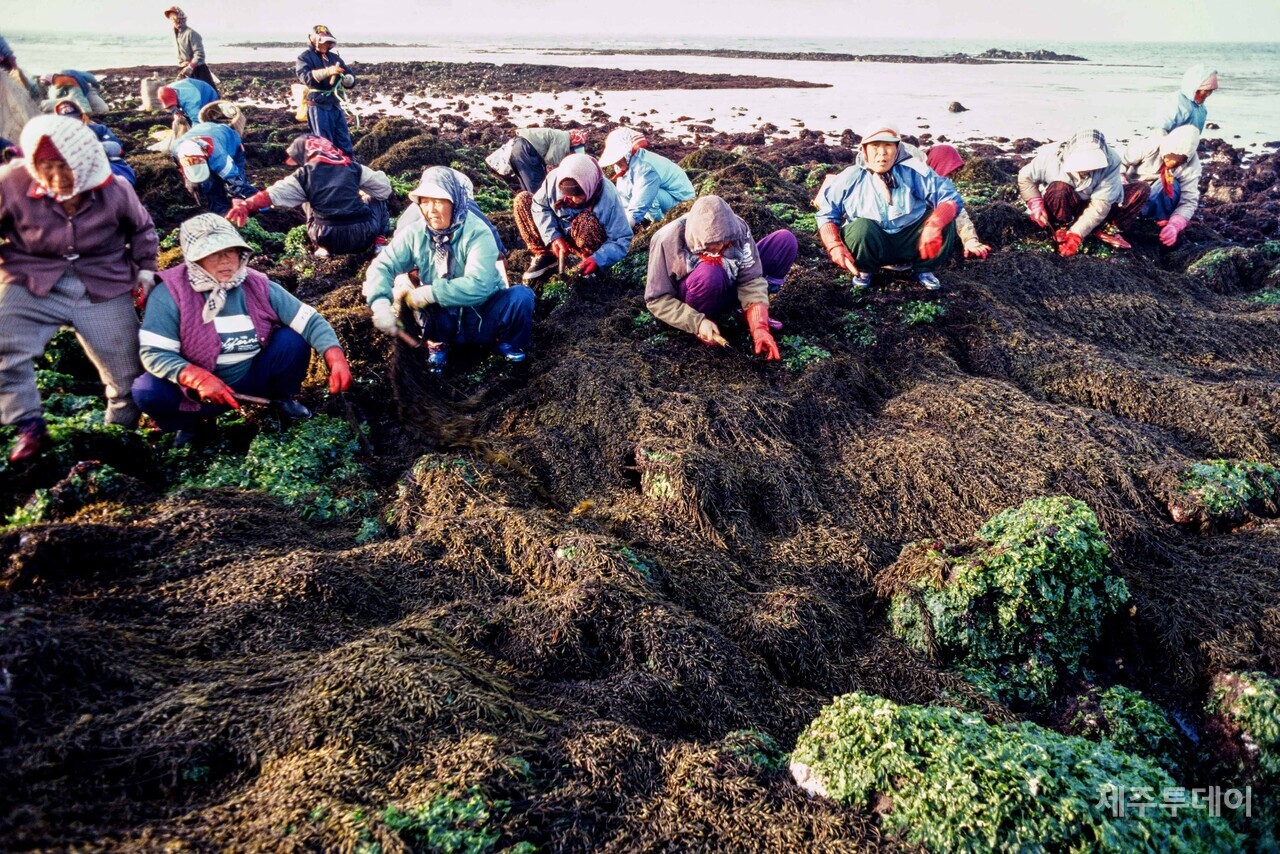 해녀들이 공동으로 겨울철 톳작업을 하고 있습니다: 미역조문(미역 채취)과 헛물애(전복,소라 등 채취)는 이녁만씩(자기 기량껏) 하고, 톳과 우미는 모둠(공동작업)으로 해서 찍(몫)으로 나눕니다. 제주미역의 전성시대는 1970년대 미역양식이 성공하면서 막을 내립니다. 미역 가치가 하락하면서 미역은 해녀의 관심에서 점점 멀어졌습니다. 특히 1980년대 ‘독고달’과 ‘고장풀’이 일본으로 수출되면서 귀했던 미역은 검질의 대상으로 전락하기도 했습니다. 이런 시장 변화에 따라 이녁만씩과 찍의 대상은 달라집니다. 그리고 그에 대한 결정은 각 마을 해녀회에서 이루어집니다.(사진=고광민)