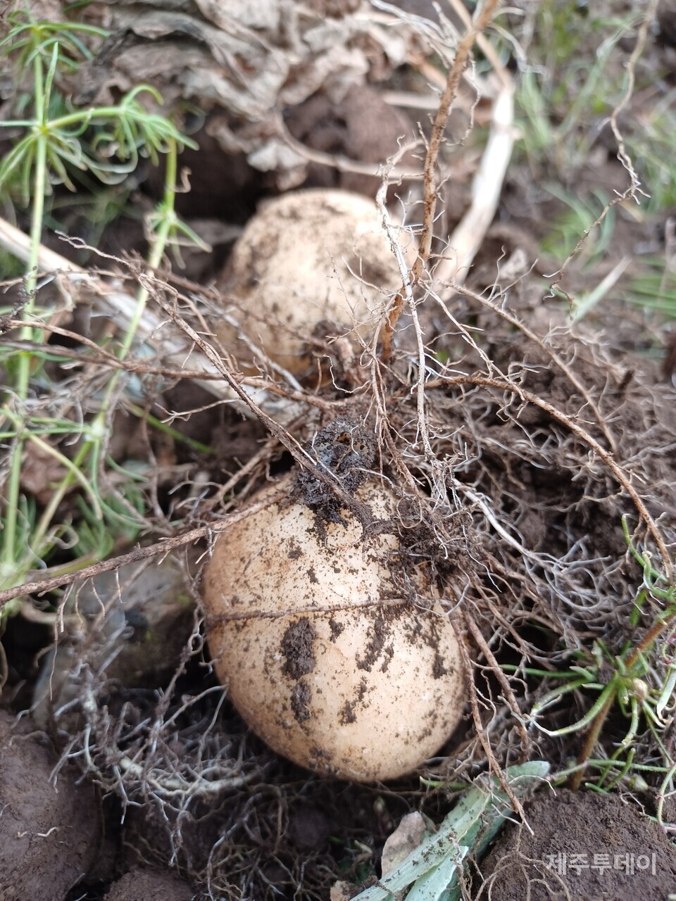 감자알이 제법 굵다. (사진=김연주)