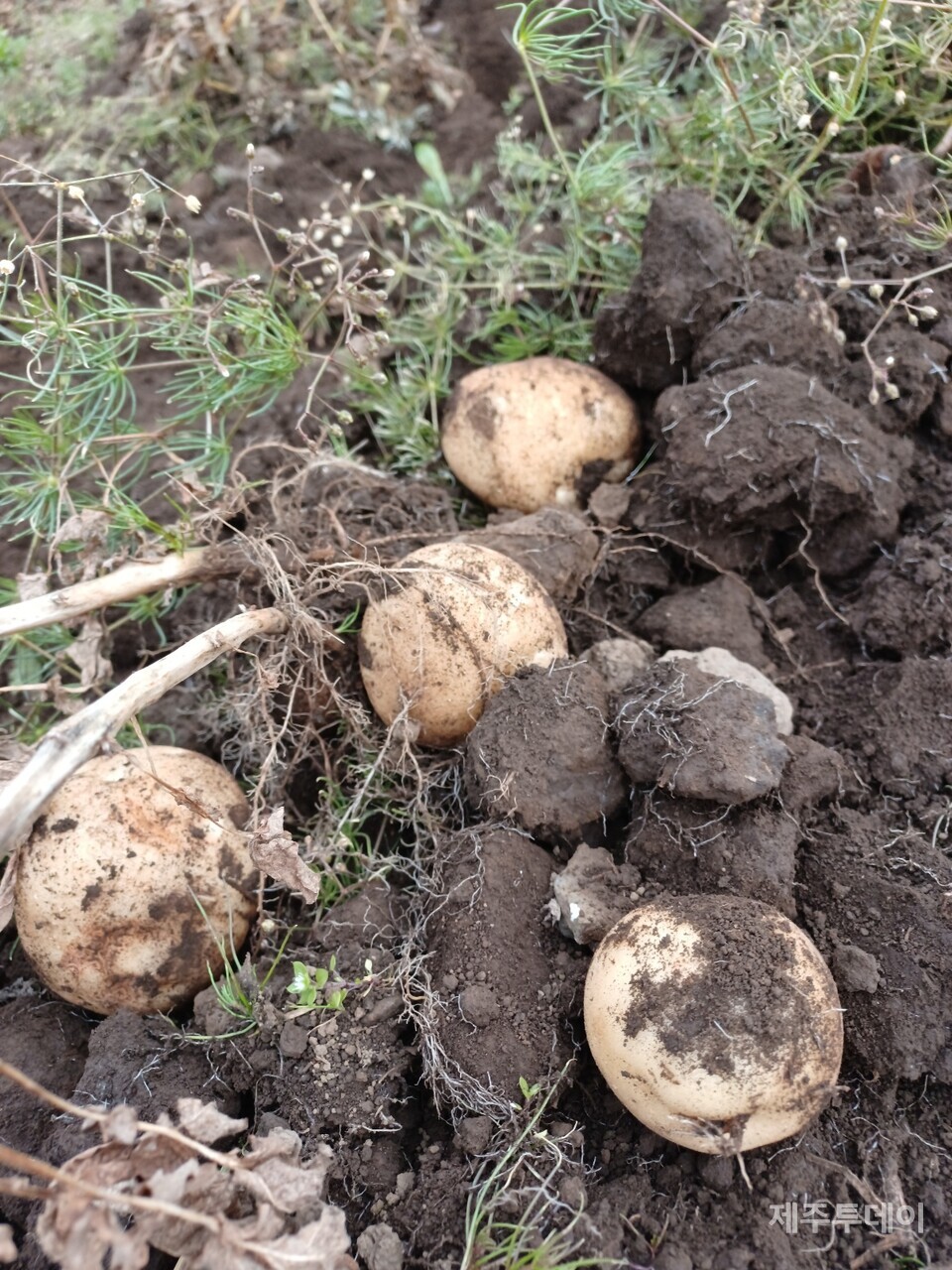 알이 제법 굵다. (사진=김연주)