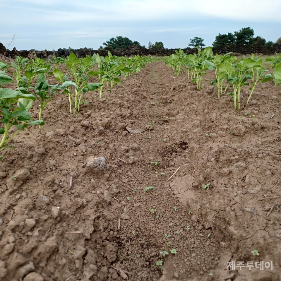 파종한 지 한 달, 제법 싹이 고르게 올라왔다. (사진=김연주)