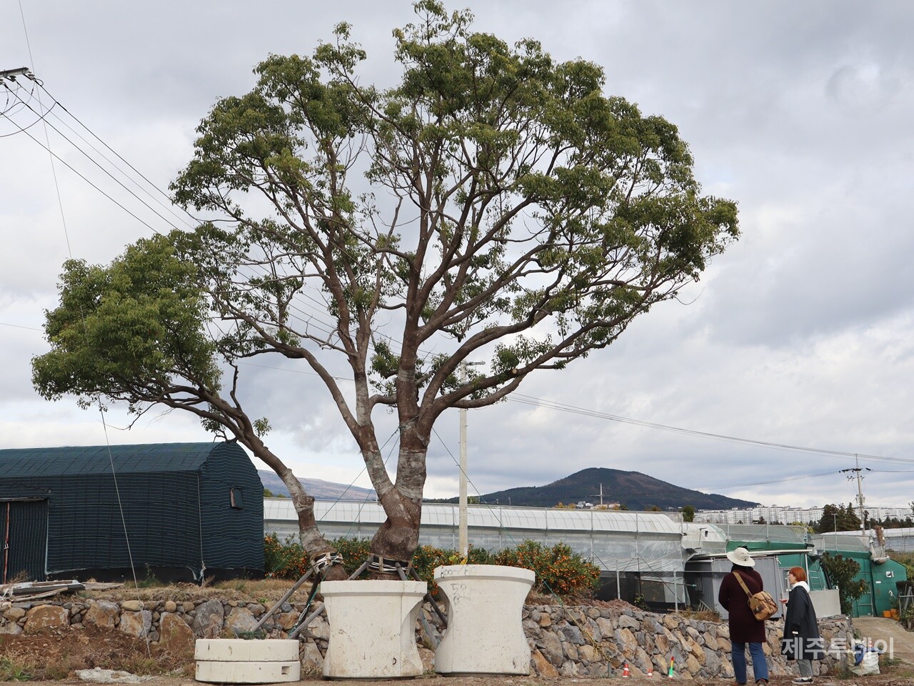 민군복합형 관광미항 진입도로 개설 공사 과정에서 여러 번 옮겨 심어진 녹나무. 나무 둘레엔 버팀목 여러 개가 세워져 있다. (사진=박지희 기자)