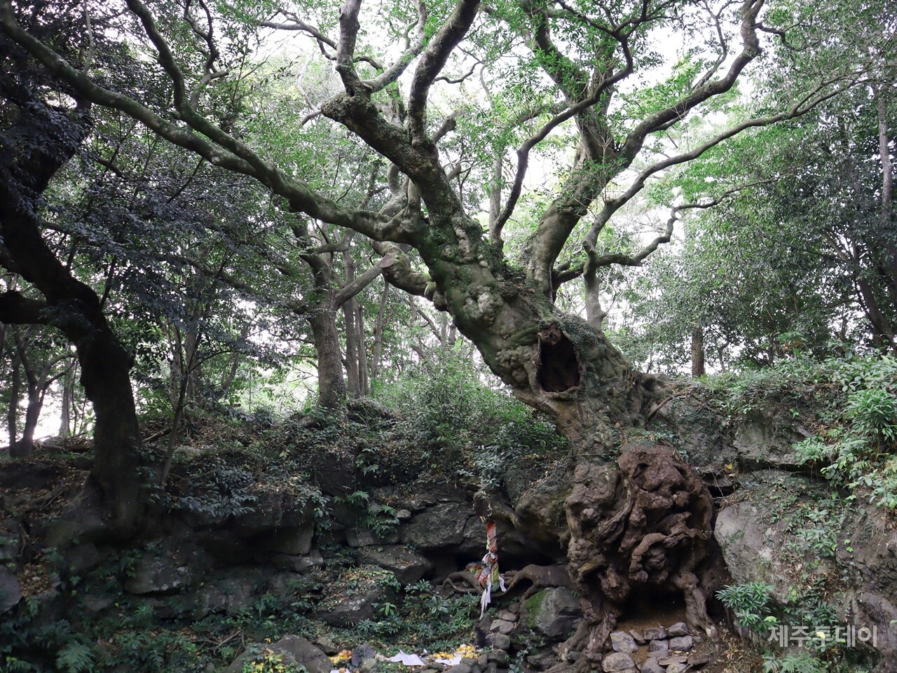 지난해 12월 2일 민군복합형 관광미항(제주해군기지) 진입도로 개설 공사 현장을 찾았다. 사진은 지난 2020년 큰 가지가 부러진 담팔수. (사진=박지희 기자)