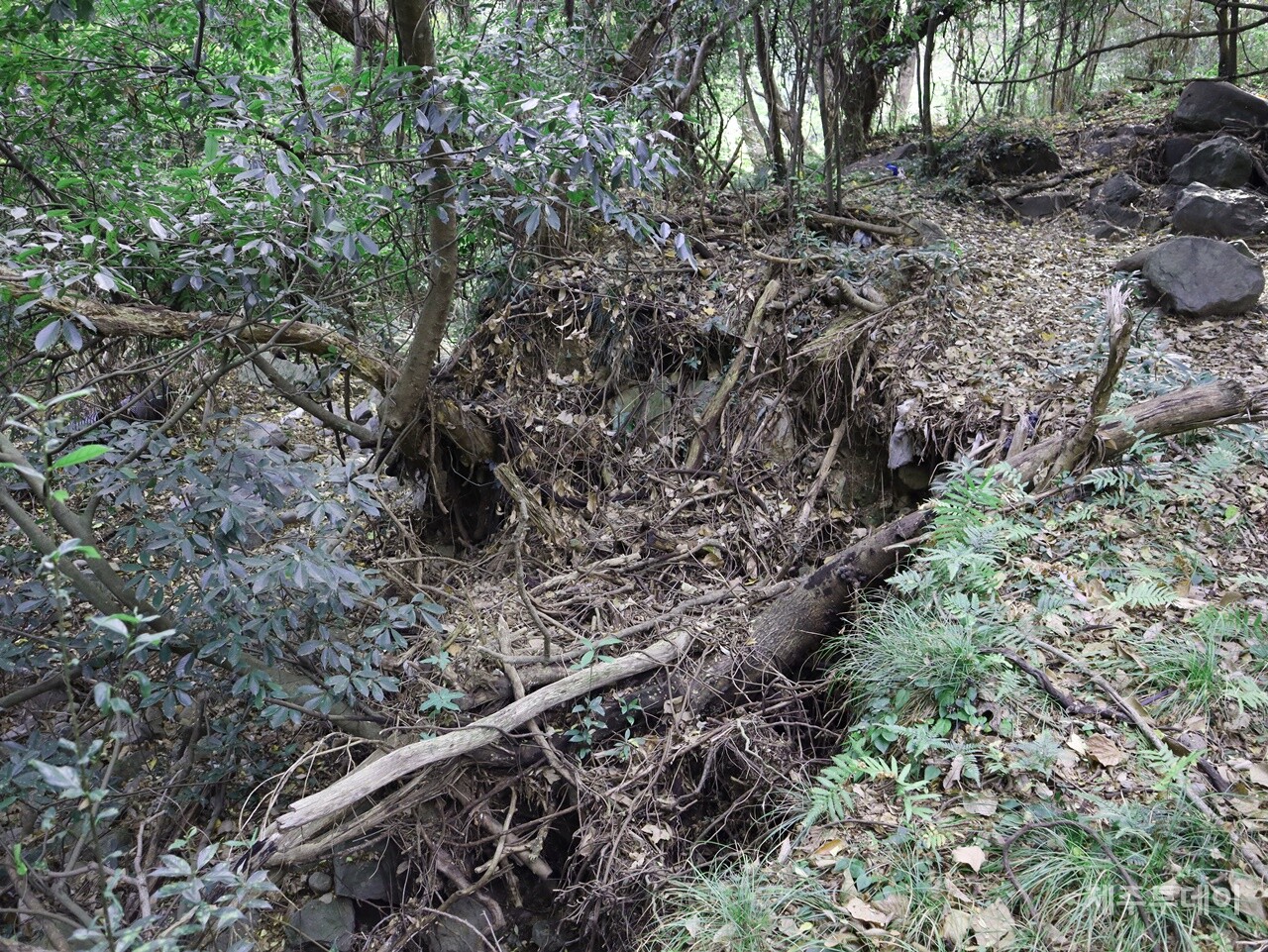 지난해 12월 2일 민군복합형 관광미항(제주해군기지) 진입도로 개설 공사 현장을 찾았다. 담팔수 주변 땅이 군데군데 꺼져 있다. (사진=박지희 기자)