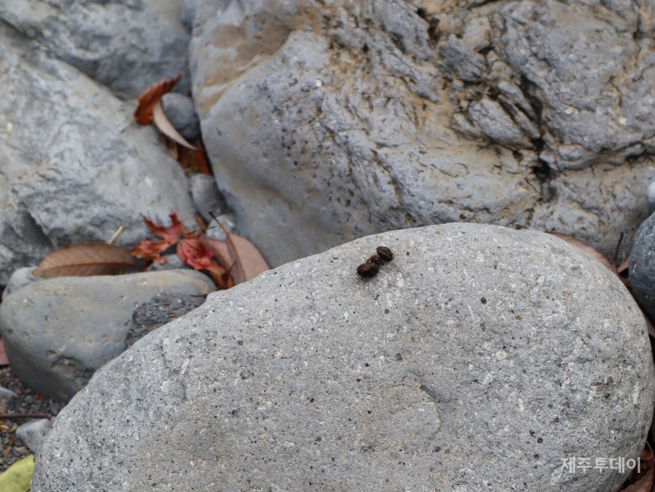 지난해 12월 2일 민군복합형 관광미항(제주해군기지) 진입도로 개설 공사 현장을 찾았다. 사진은 구실잣밤나무 열매를 닮은 원앙 똥. (사진=박지희 기자)