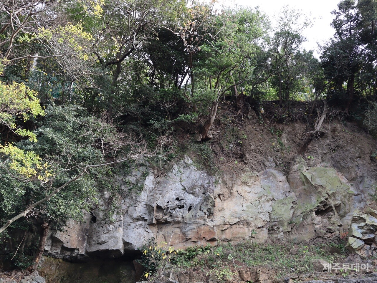지난해 12월 2일 민군복합형 관광미항(제주해군기지) 진입도로 개설 공사 현장을 찾았다. 주상절리가 부서지자 위쪽 나무들 뿌리가 드러나고 있다.  (사진=박지희 기자)