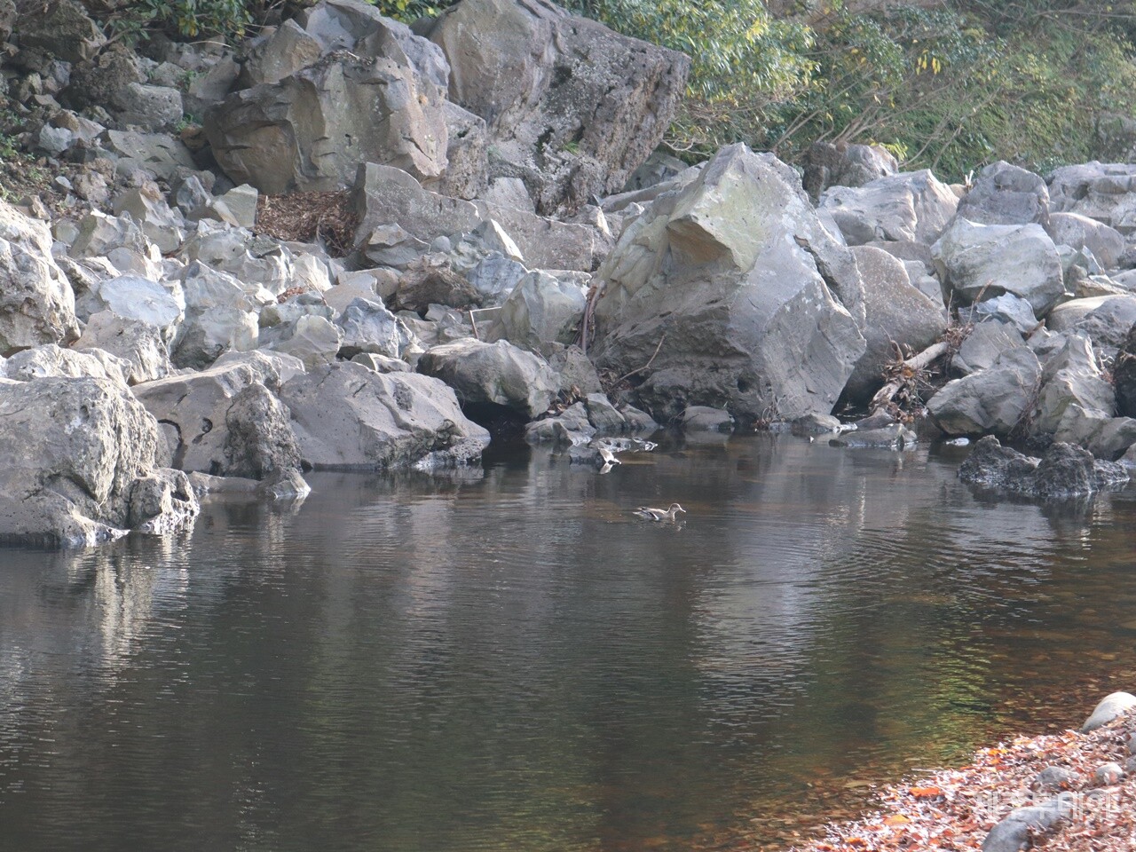 지난해 12월 2일 민군복합형 관광미항(제주해군기지) 진입도로 개설 공사 현장을 찾았다. 사진은 강정천에서 헤엄치는 원앙. (사진=박지희 기자)