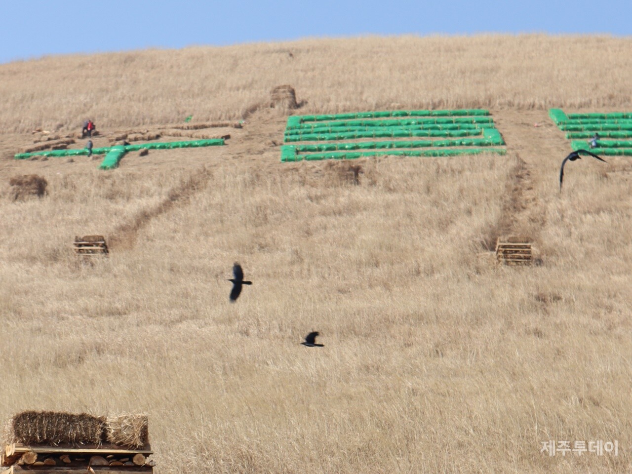 지난 4일 오후 제주시 애월읍 봉성리 새별오름 일대에서 제주기후평화행진이 '제주들불축제 취소'를 촉구했다. 한 편에선 새들이 오름 위를 날아다니고 있고 왼편에선 '제주들불축제'라는 글씨를 비닐 방수천으로 덮는 작업이 진행되고 있다. (사진=조수진 기자)