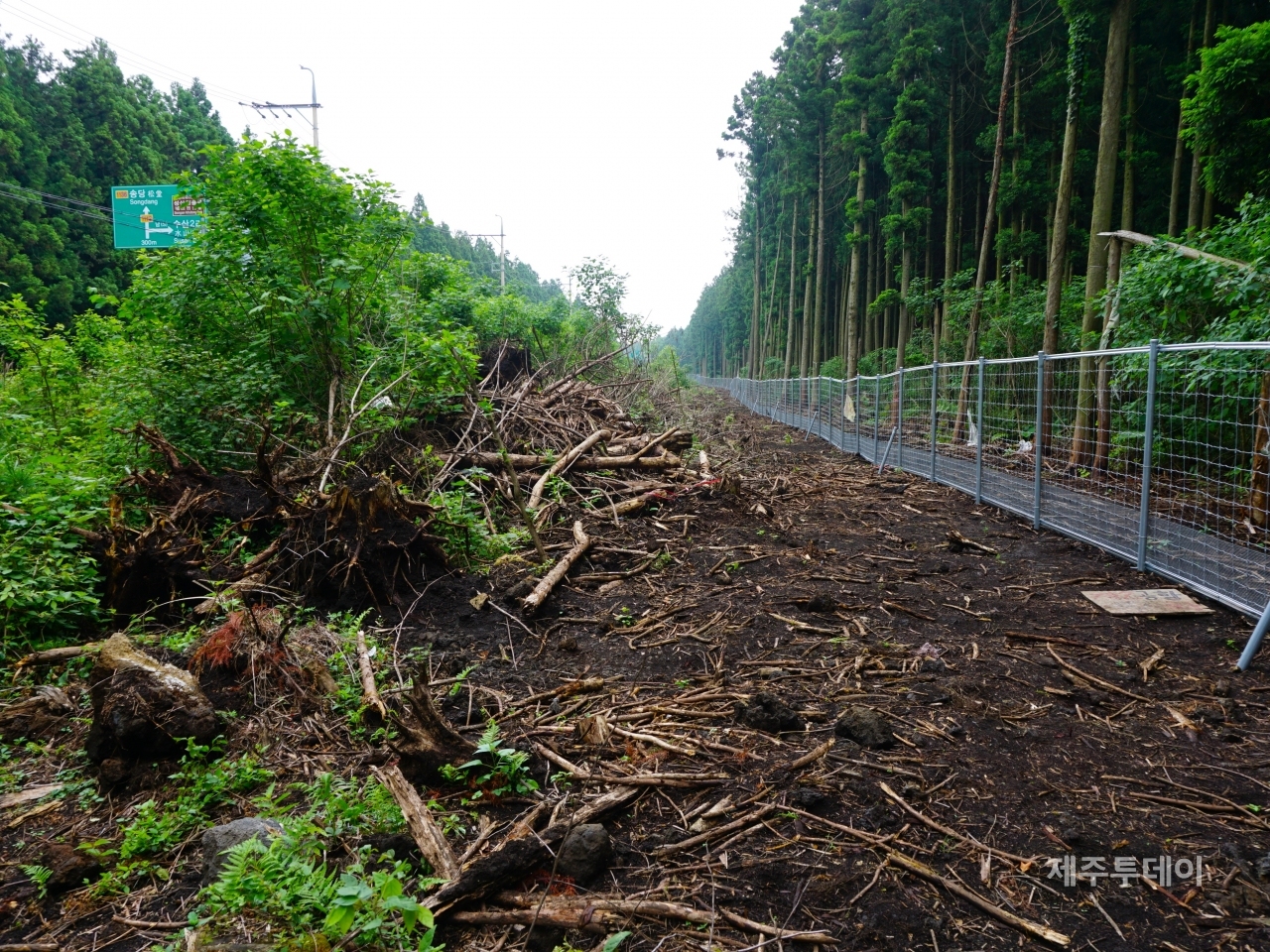 지난 11일 오후 찾은 제주시 구좌읍 비자림로 확장 공사 현장. (사진=조수진 기자)