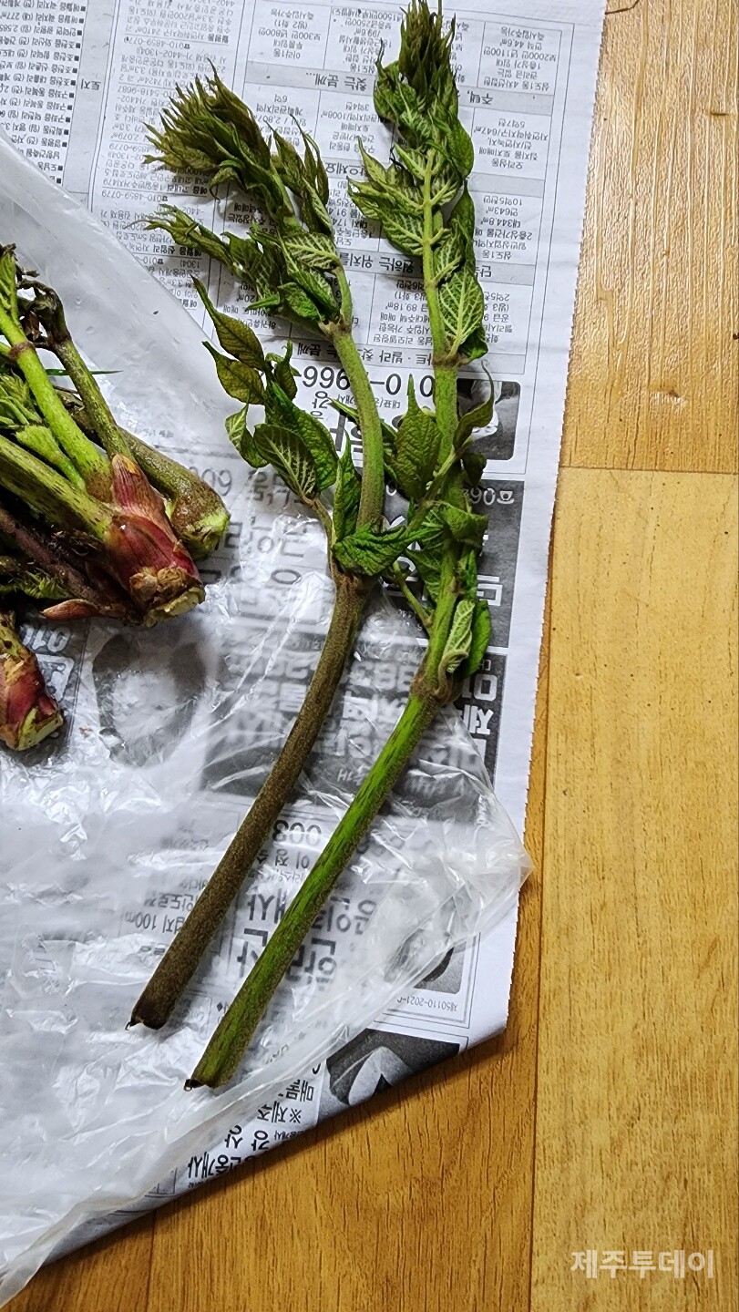 두릅. (사진=송기남)