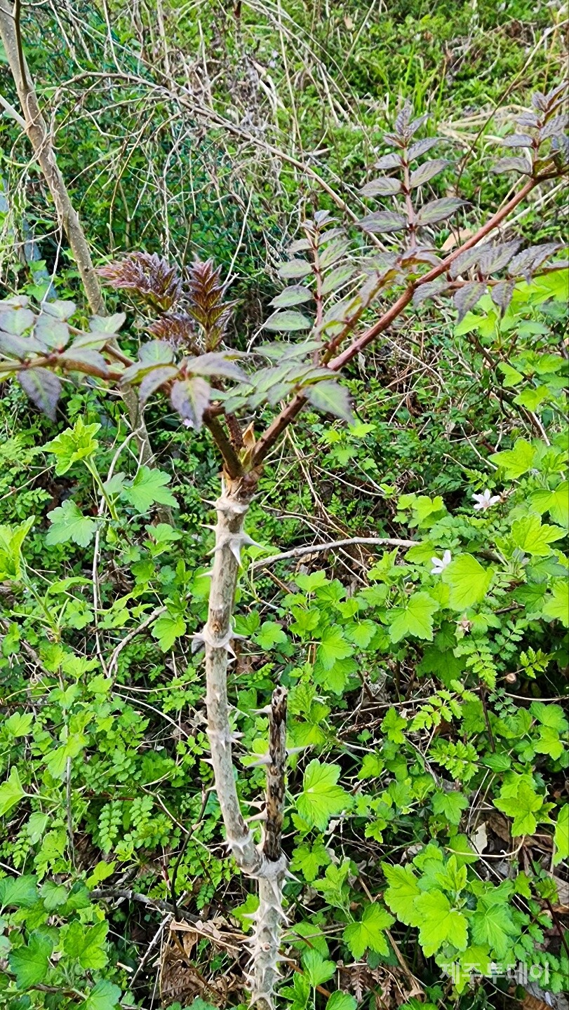 두릅. (사진=송기남)