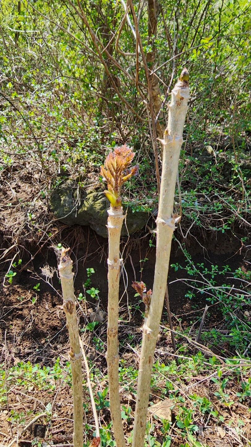두릅. (사진=송기남)