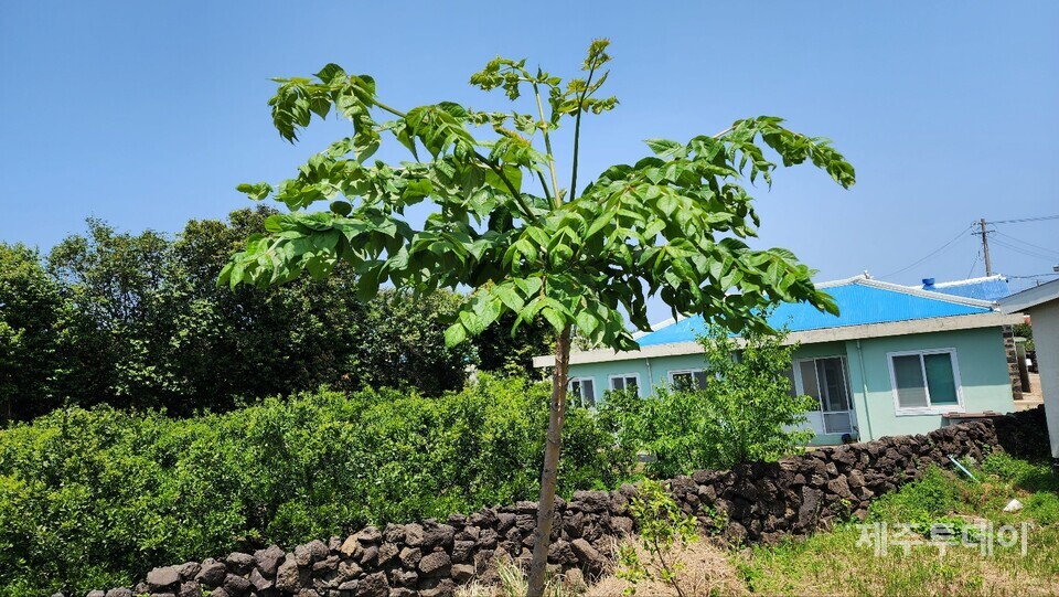 두릅. (사진=송기남)