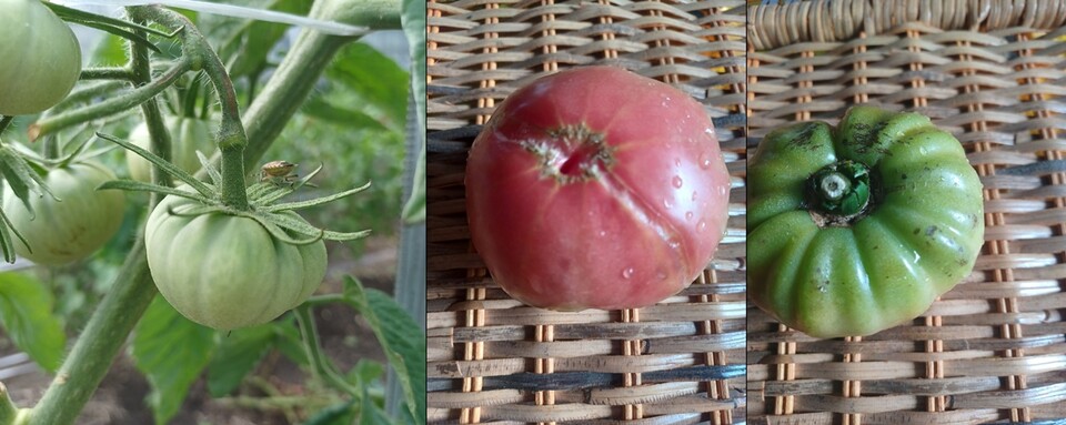 토종옥발토마토. 예쁘게 자라던 토마토가 노지에서는 갈라지고 터져 익을때까지 제대로 된게 한 알도 없어 씨앗도 건지지 못했다. (사진=김연주)
