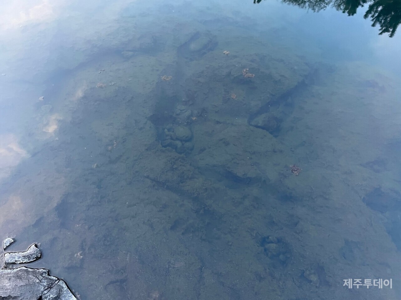 진입도로 및 교량 공사 이후 상수원인 강정천에 이끼가 자주 끼는 현상이 발생하고 있다. (사진=강정주민 이광희 제공)