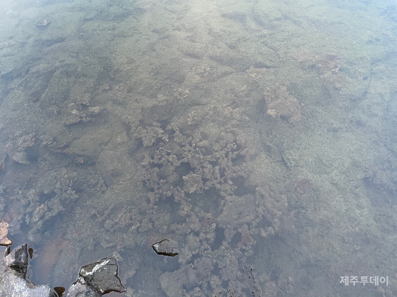 진입도로 및 교량 공사 이후 상수원인 강정천에 이끼가 자주 끼는 현상이 발생하고 있다. (사진=강정주민 이광희 제공)