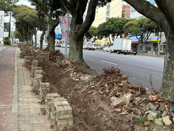 (사진=제주참여환경연대 제공)