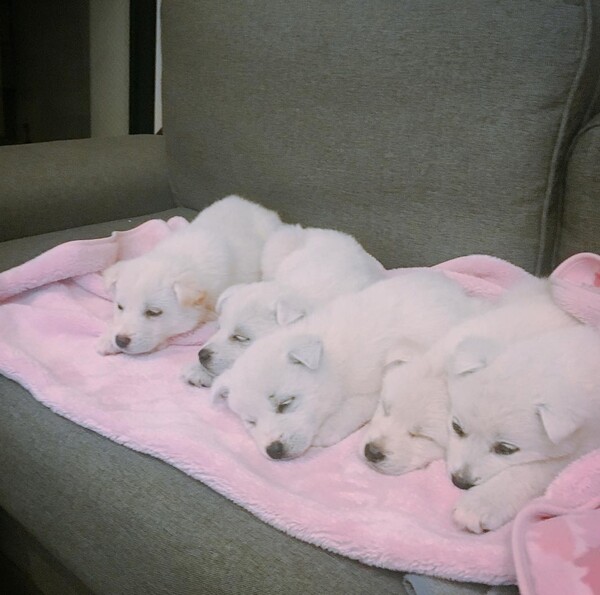 구조 후 편하게 자는 오름이들. (사진=당근밭의오름이들 SNS)