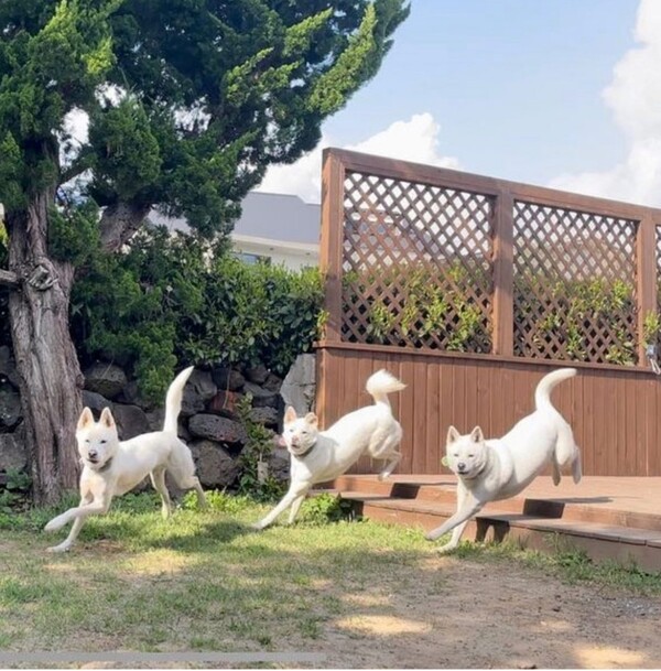 명옥씨 부부와 랜선 가족들의 사랑을 듬뿍 받으며 지내는 오름이들. (사진=당근밭의오름이들 SNS)