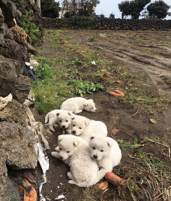 오름이들과의 첫만남. (사진=취향의섬북앤띵즈 SNS)